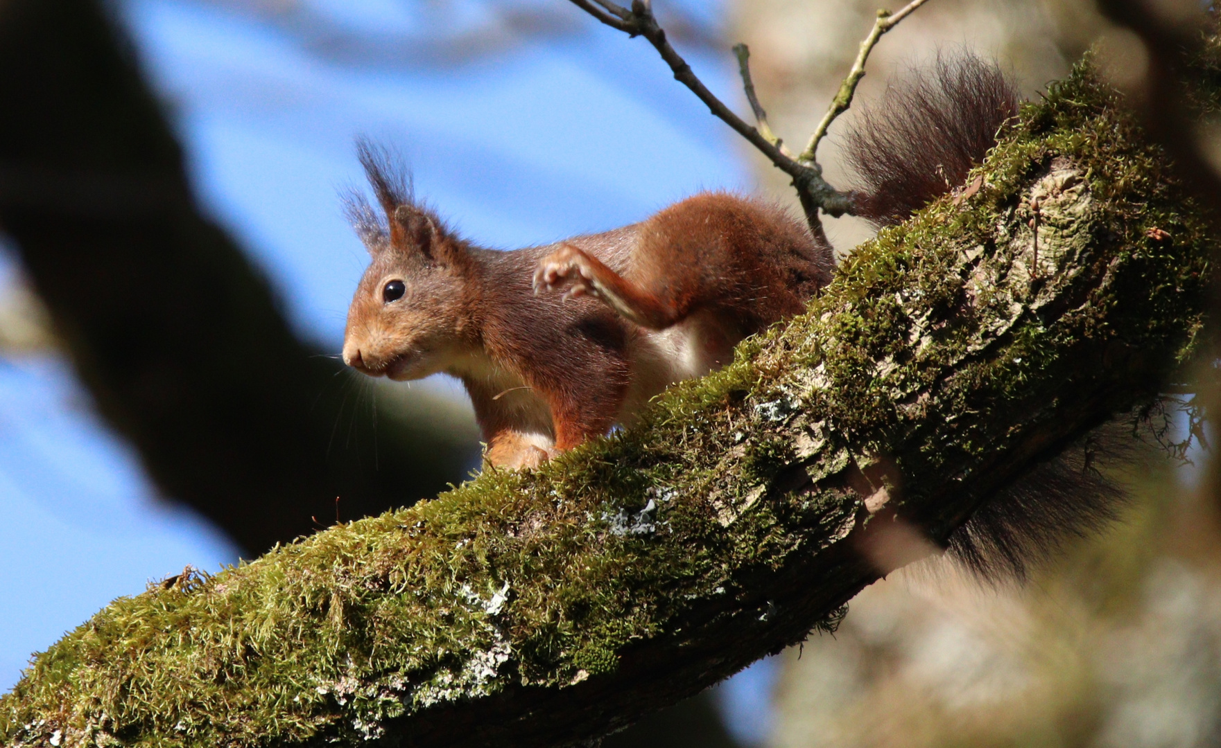 Eichhörnchen mit süßen Puschelohren