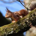 Eichhörnchen mit süßen Puschelohren