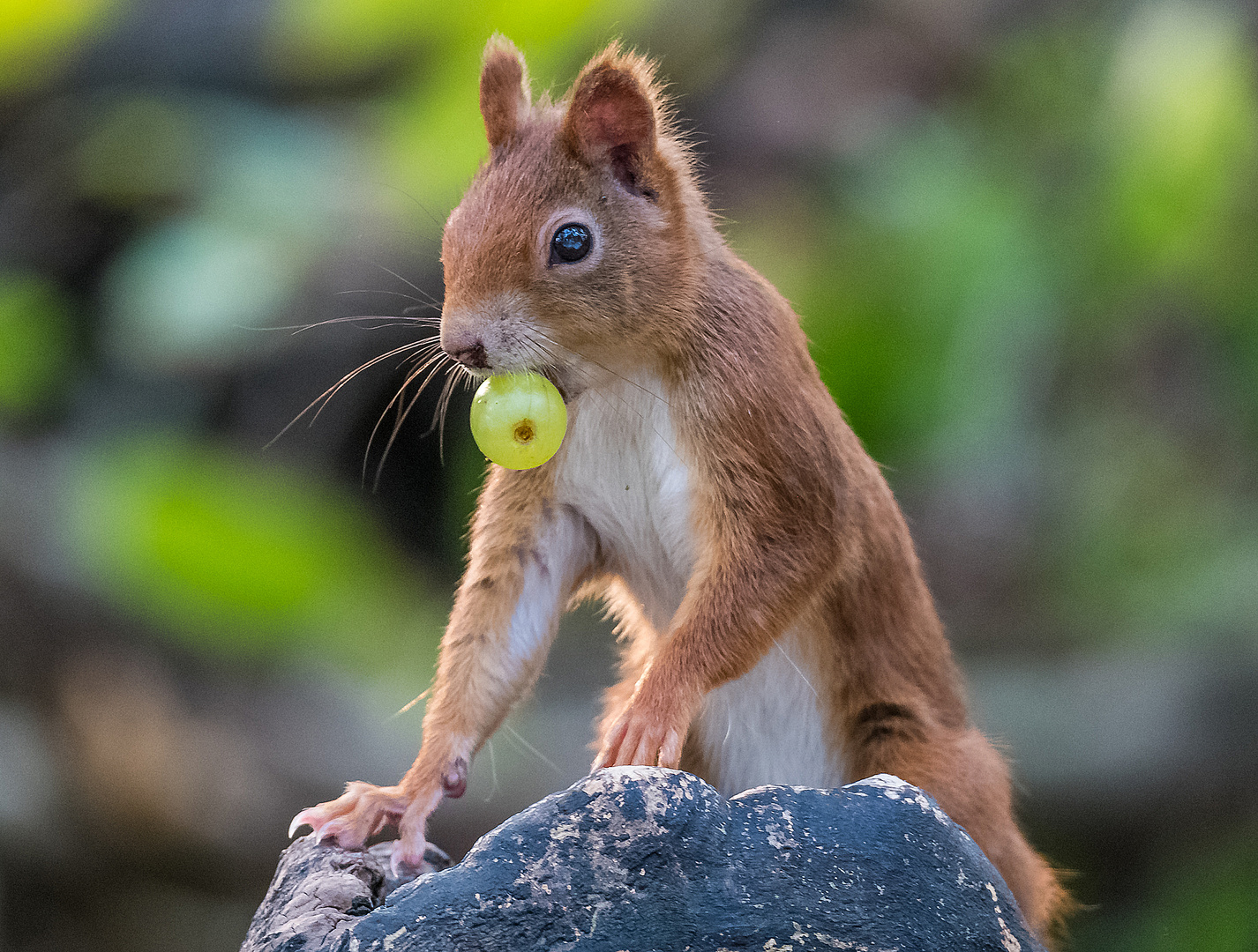 Eichhörnchen mit Traube ...