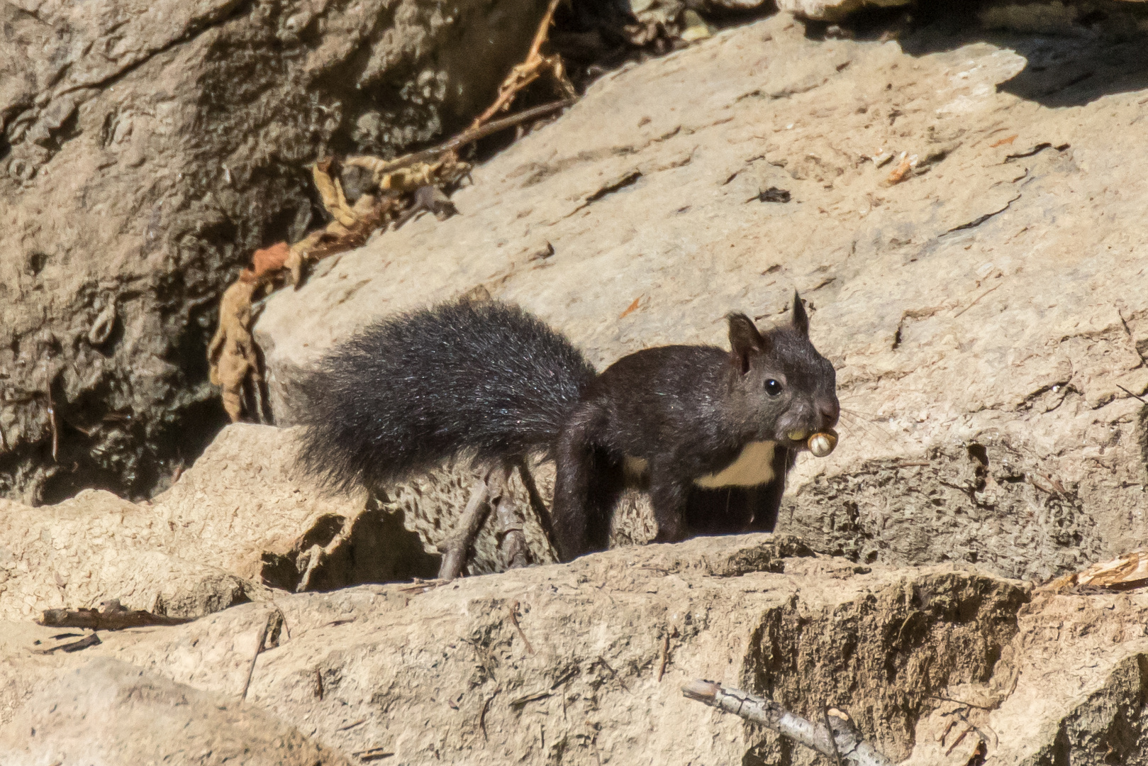 Eichhörnchen mit vollen Backen Foto & Bild | tiere, wildlife ...