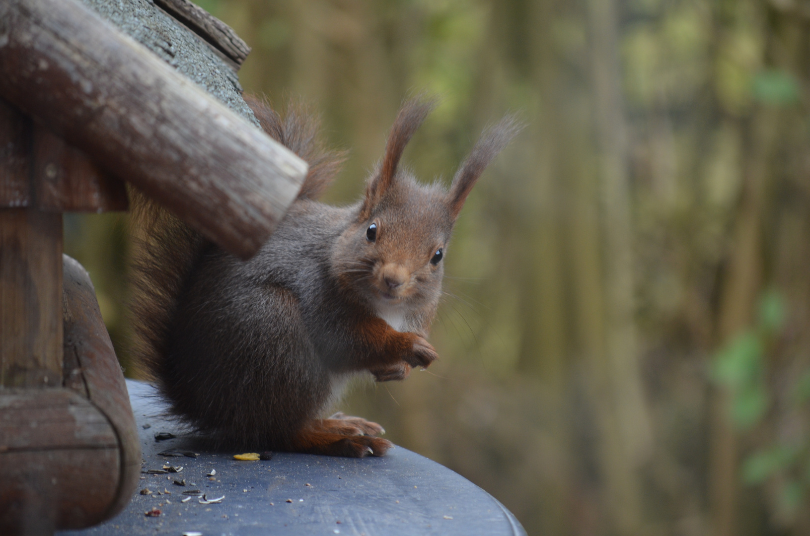 Eichhörnchen mit wachem Blick