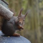 Eichhörnchen mit wachem Blick