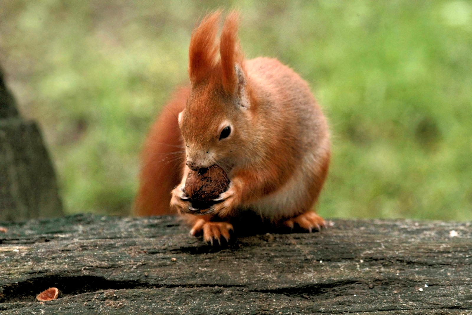 Eichhörnchen mit Wallnuß Foto &amp; Bild | tiere, wildlife, säugetiere ...