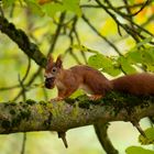 Eichhörnchen mit Walnuss 2