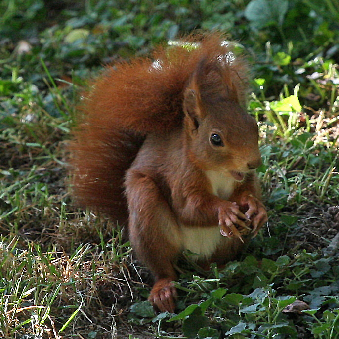 Eichhörnchen mit Walnuß