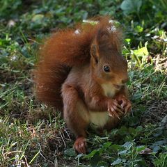 Eichhörnchen mit Walnuß