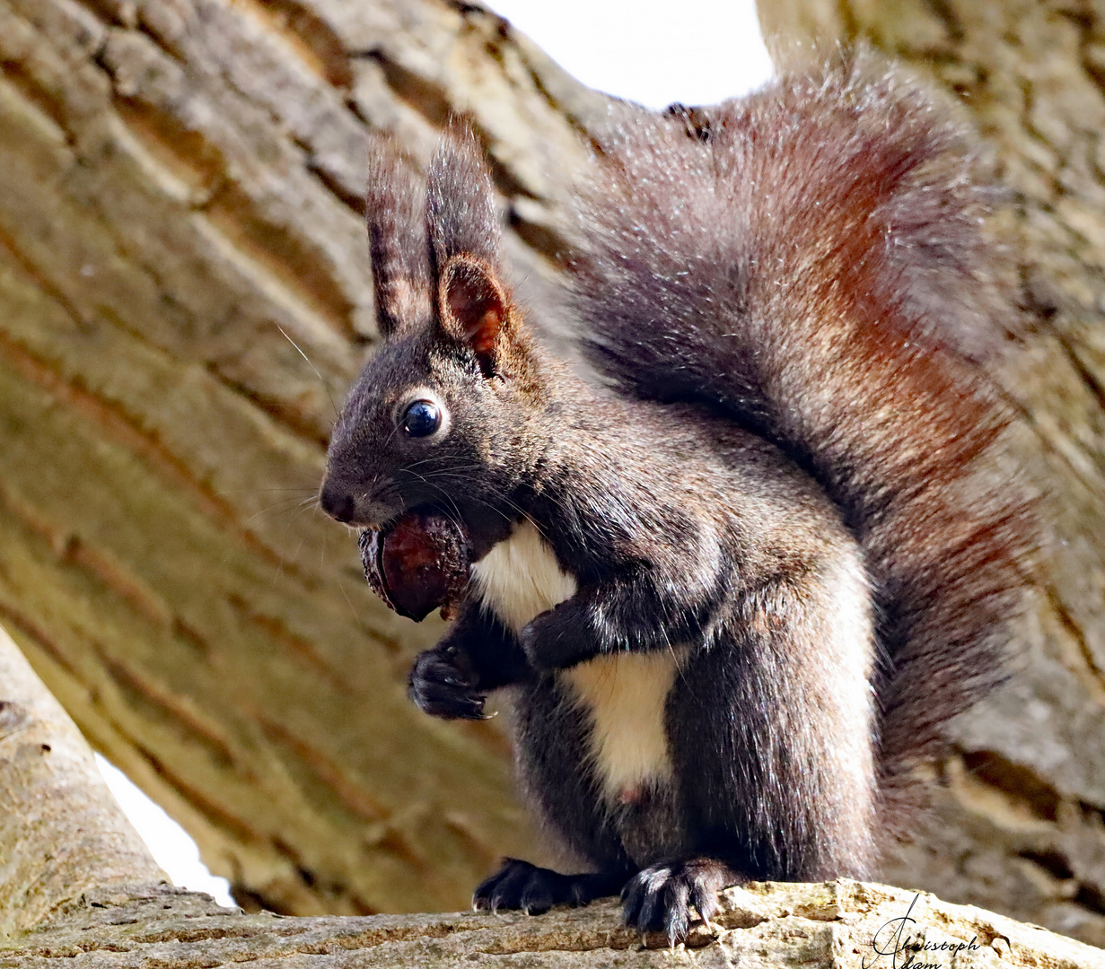 Eichhörnchen mit Walnuss