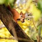 Eichhörnchen mit Walnuß