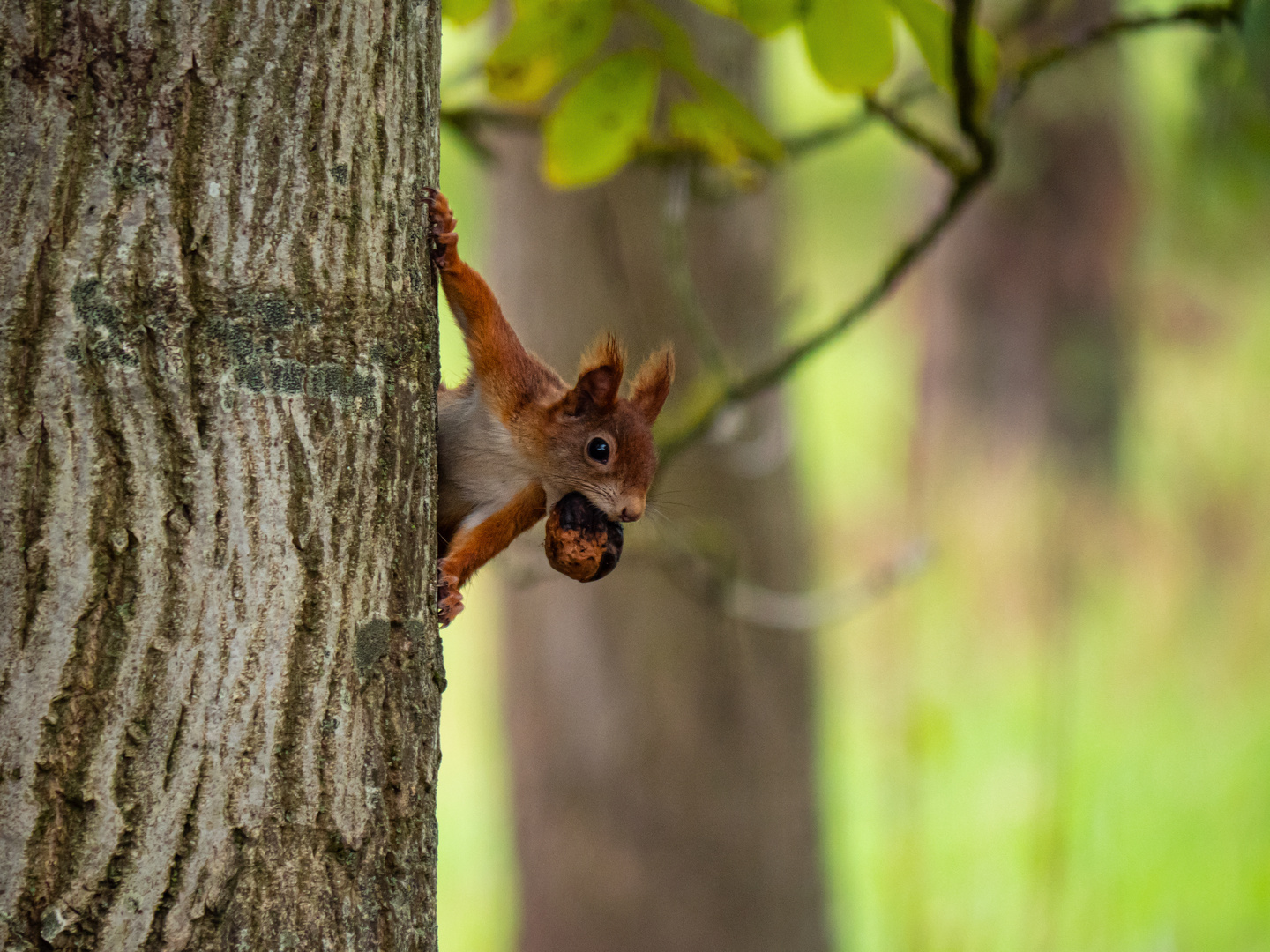 Eichhörnchen mit Walnuss