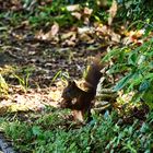  Eichhörnchen mit Walnuss