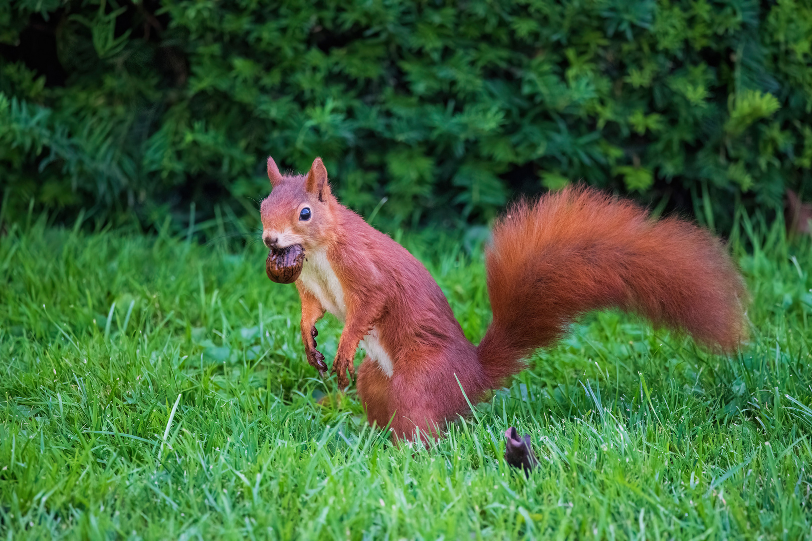 Eichhörnchen mit Walnuss