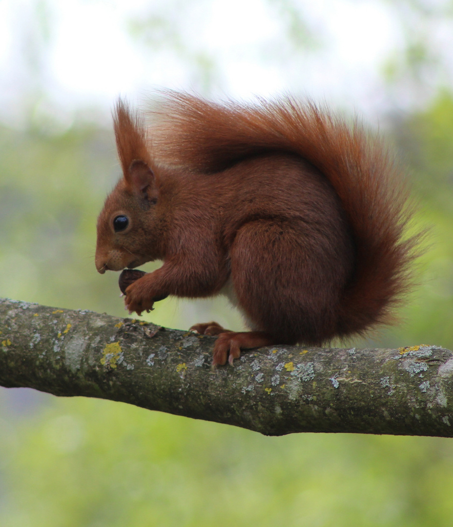 Eichhörnchen mit Walnuss 