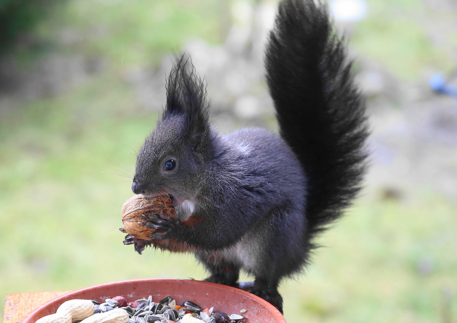 Eichhörnchen mit Walnuss