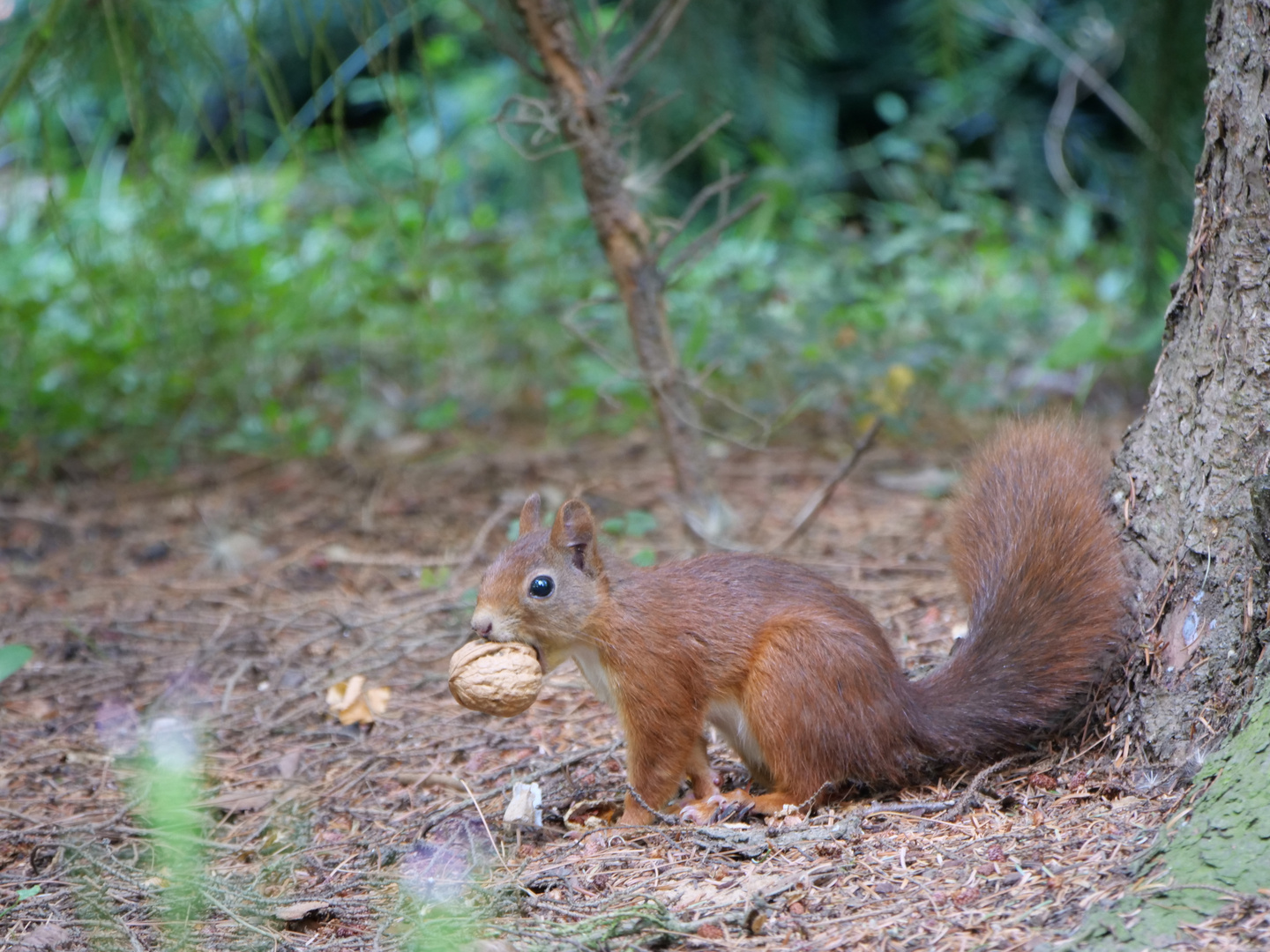 Eichhörnchen mit Walnuss