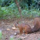 Eichhörnchen mit Walnuss