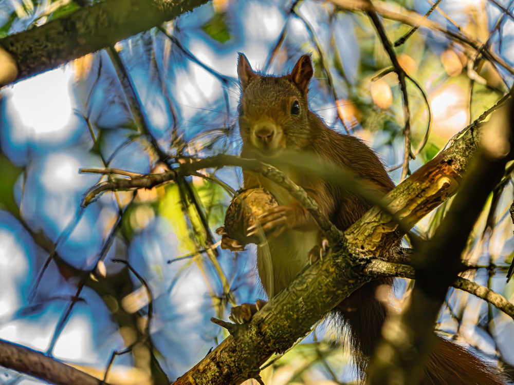 Eichhörnchen mit Walnuss Foto &amp; Bild | tiere, wildlife, säugetiere ...
