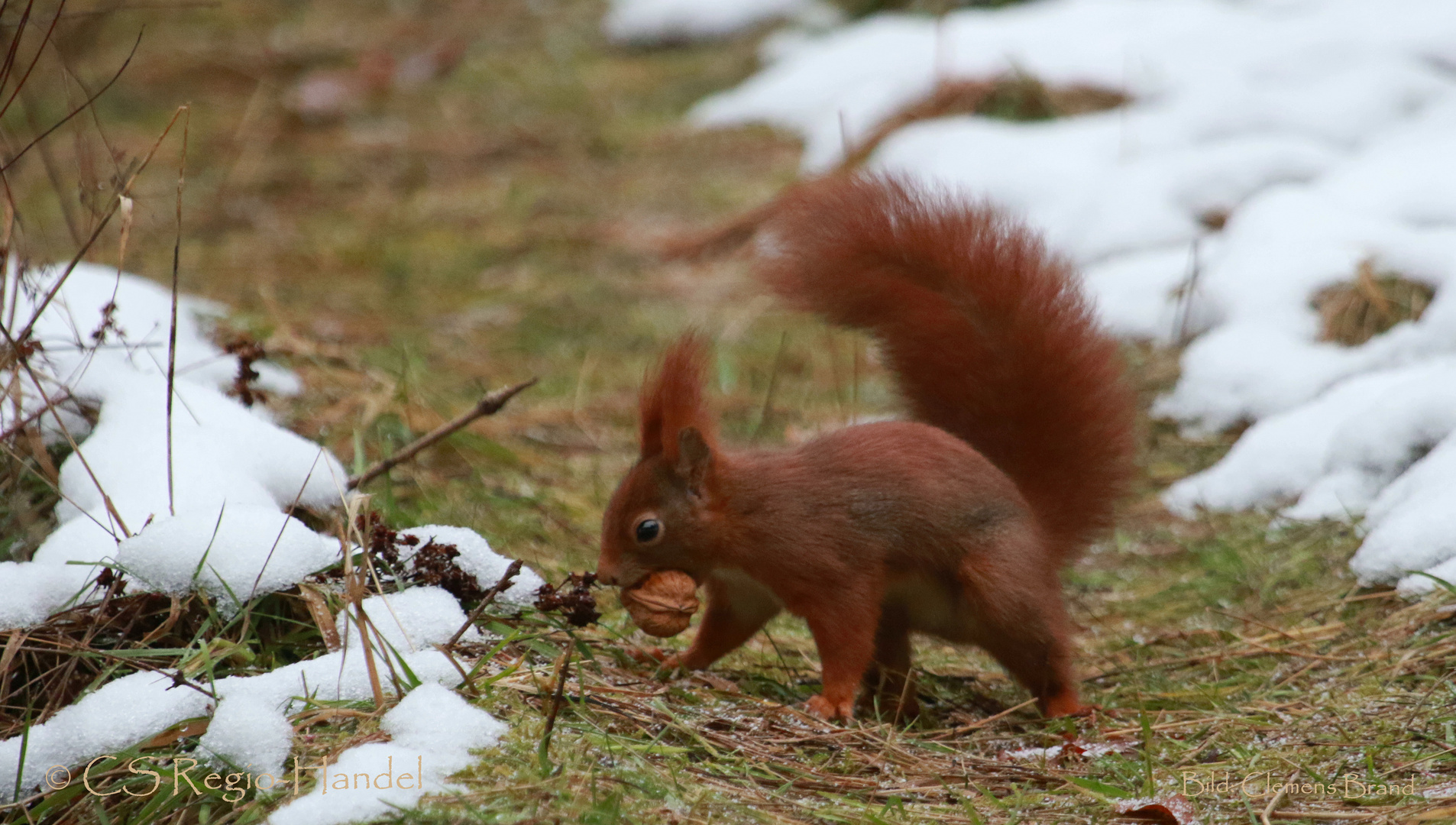 Eichhörnchen mit Walnuss 