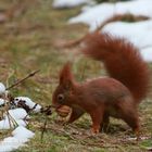 Eichhörnchen mit Walnuss 