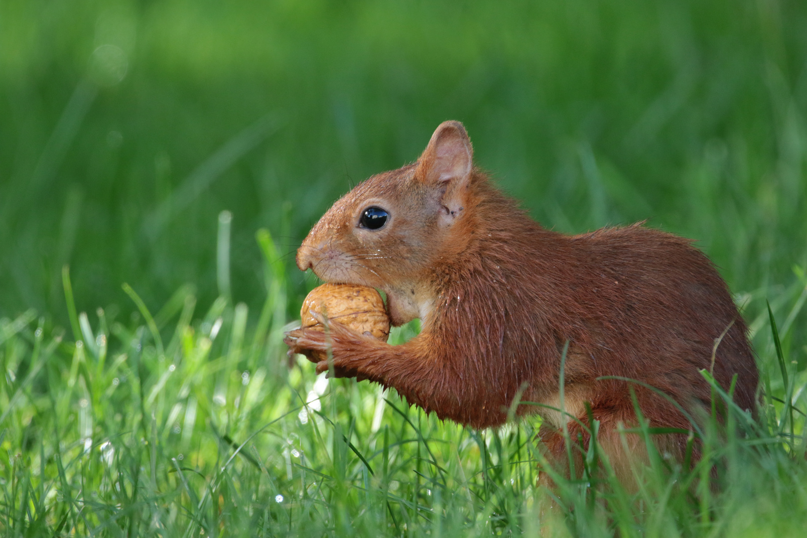 Eichhörnchen mit Walnuss IMG_1316