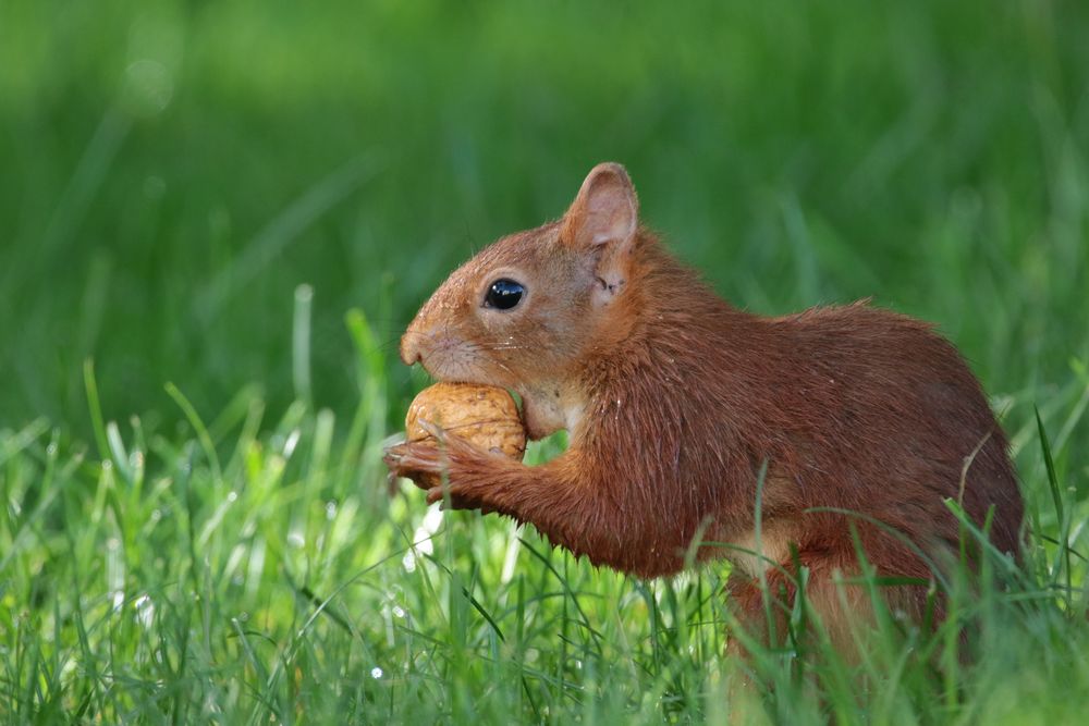 Eichhörnchen mit Walnuss IMG_1316 Foto &amp; Bild | natur, tiere, wildlife ...
