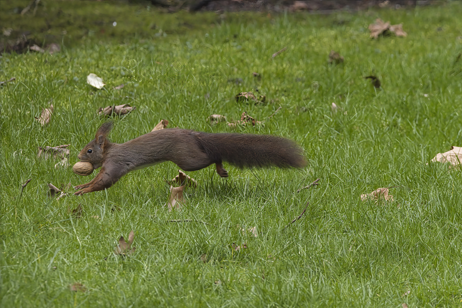 Eichhörnchen mit Walnuss Transport