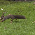 Eichhörnchen mit Walnuss Transport