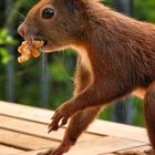 Eichhörnchen mit Walnußkern