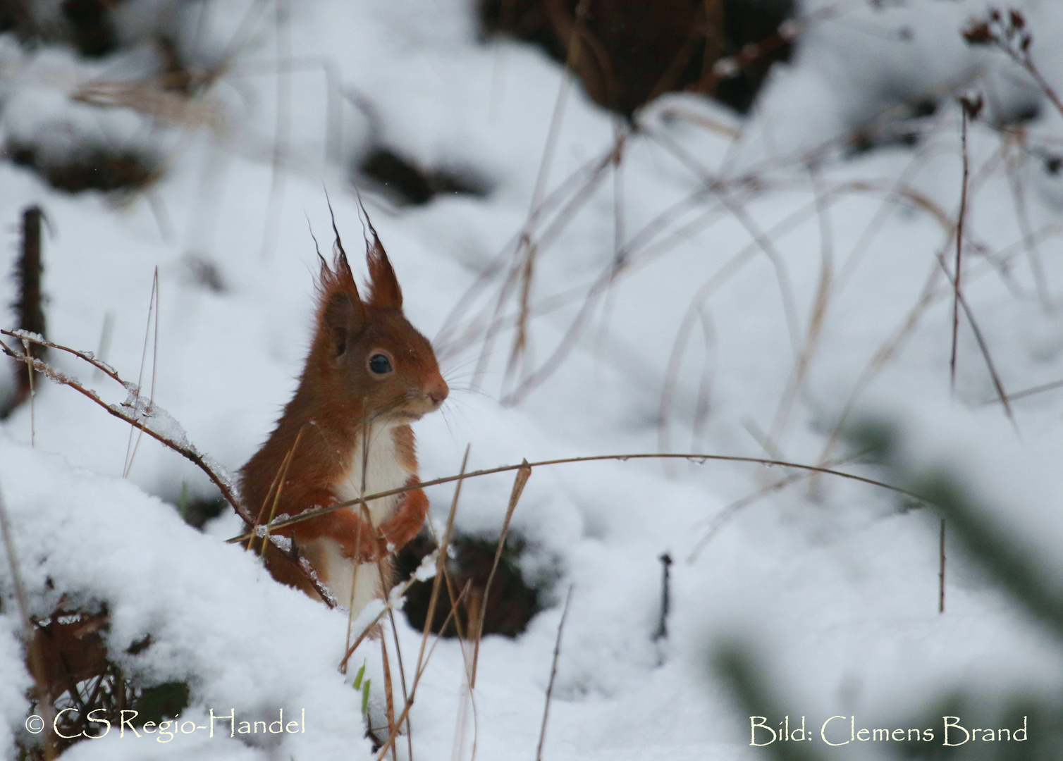 Eichhörnchen mit Winter-Puschel-Ohren