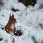 Eichhörnchen mit Winter-Puschel-Ohren