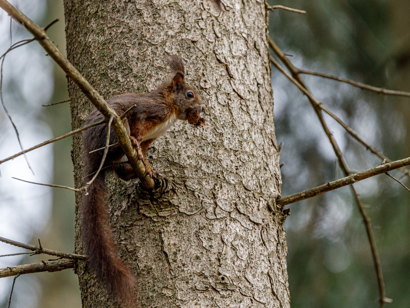 Eichhörnchen mit Zapfen