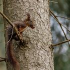 Eichhörnchen mit Zapfen