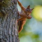 Eichhörnchen mit Zapfen