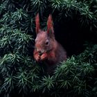 Eichhörnchen, mutiert zum Eibenhörnchen