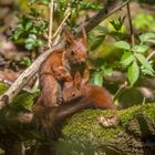 Eichhörnchen - Muttertag