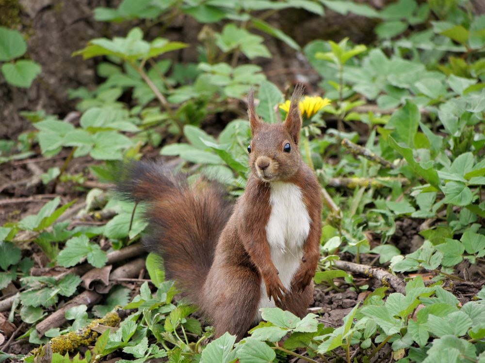 Eichhörnchen " Na was kuckst du " 