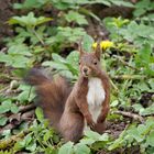 Eichhörnchen " Na was kuckst du " 