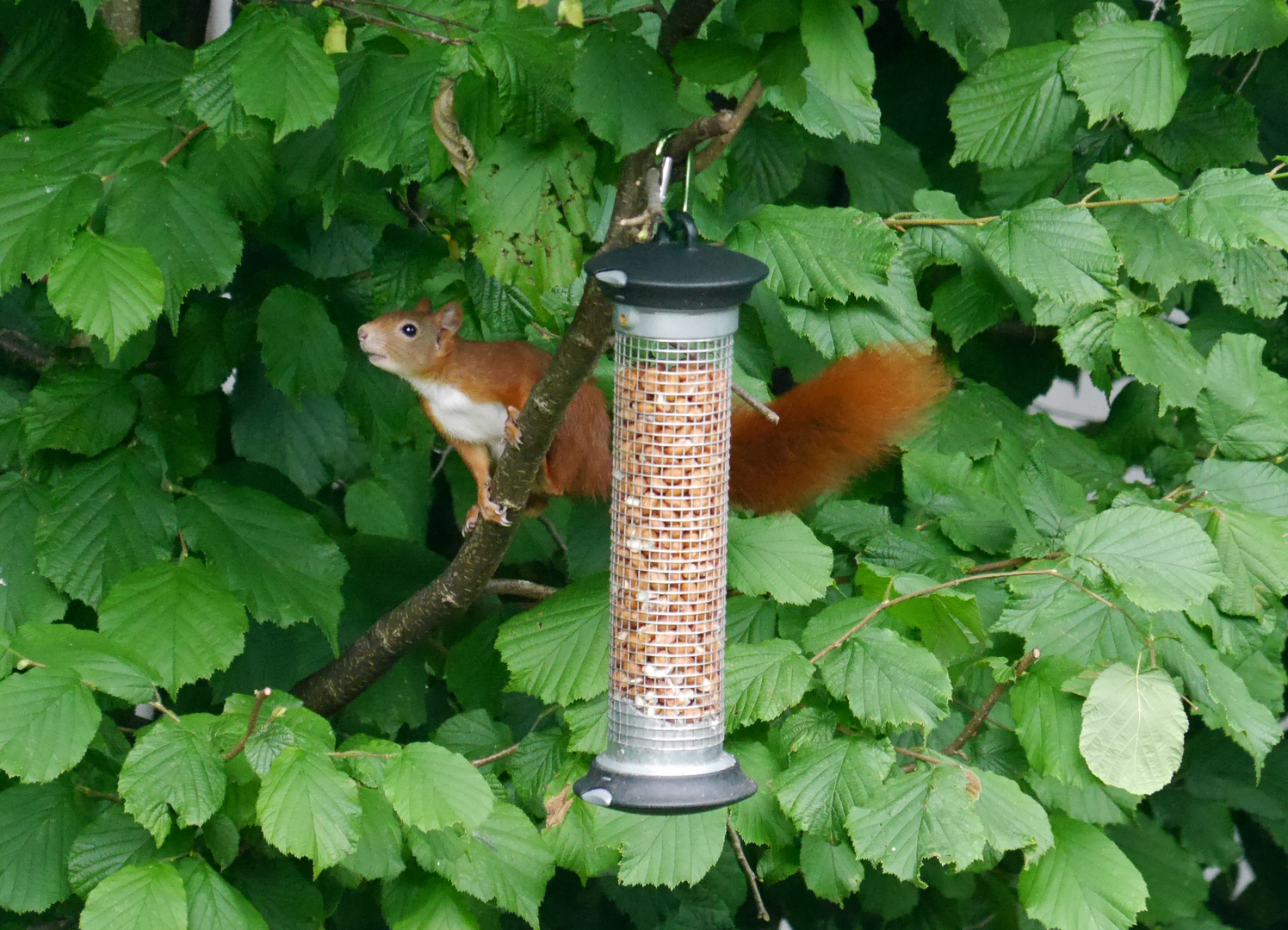 Eichhörnchen nach Erdnußmahlzeit  im Haselnußbaum 