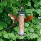 Eichhörnchen nach Erdnußmahlzeit  im Haselnußbaum 