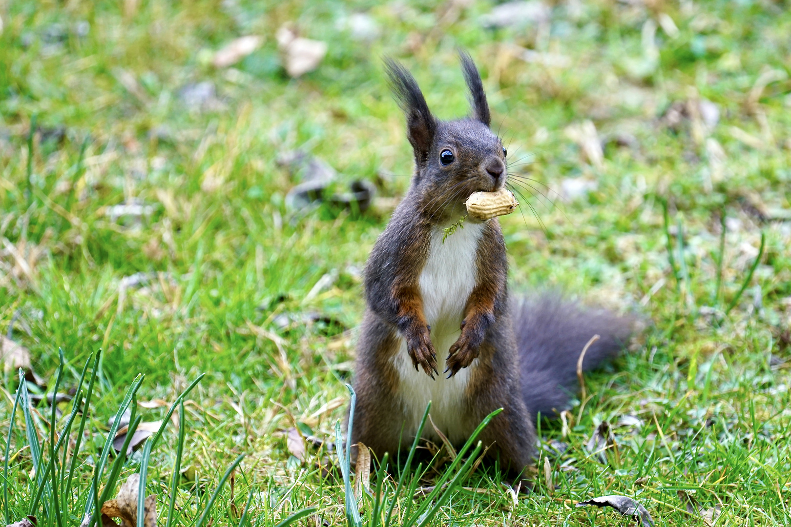 Eichhörnchen.. Nachspeise