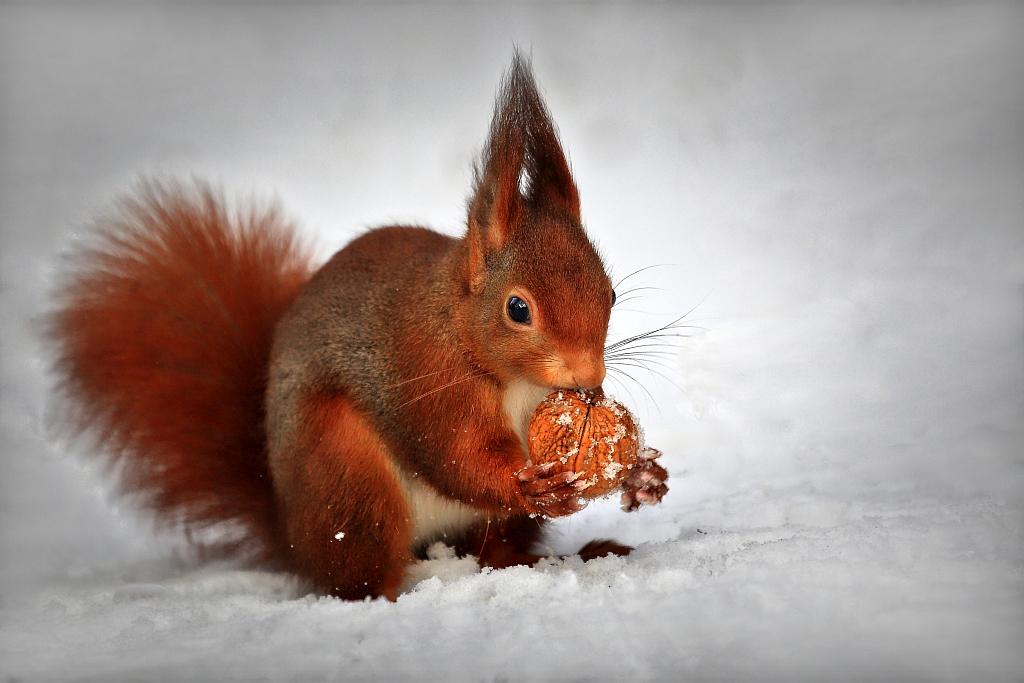 Eichhörnchen Nahrungsuche im Winter