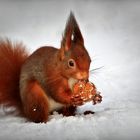 Eichhörnchen Nahrungsuche im Winter