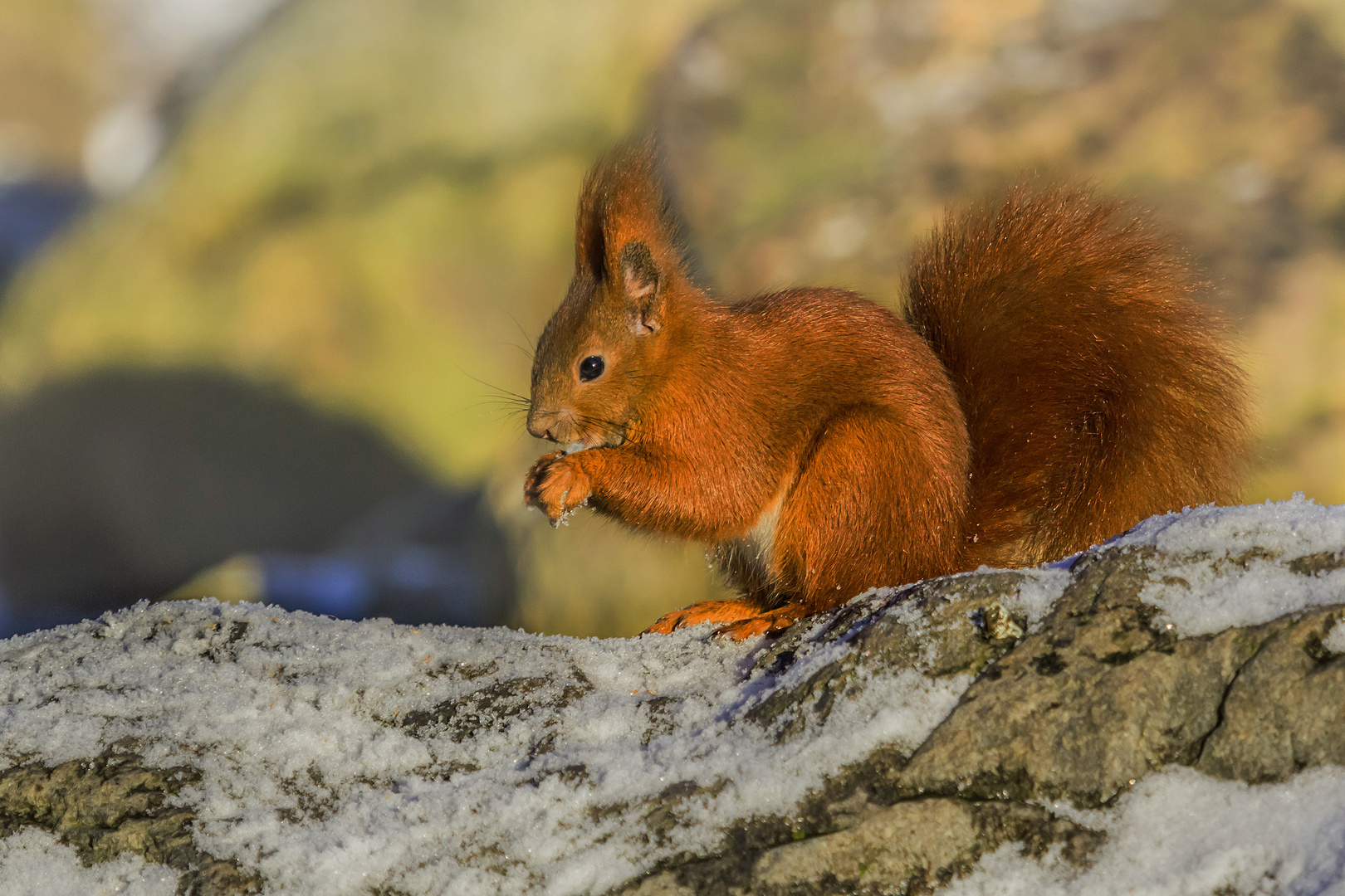 Eichhörnchen nascht am Schnee