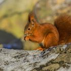 Eichhörnchen nascht am Schnee