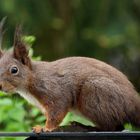 Eichhörnchen nascht vom Vogelfutter