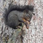 Eichhörnchen Natur