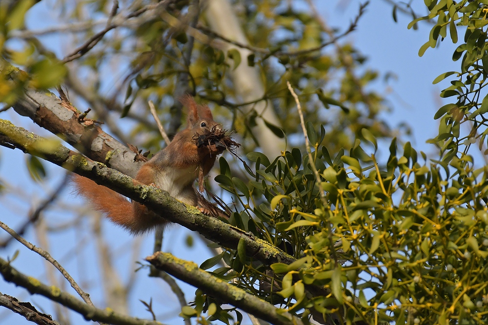 Eichhörnchen: Nestbau 01