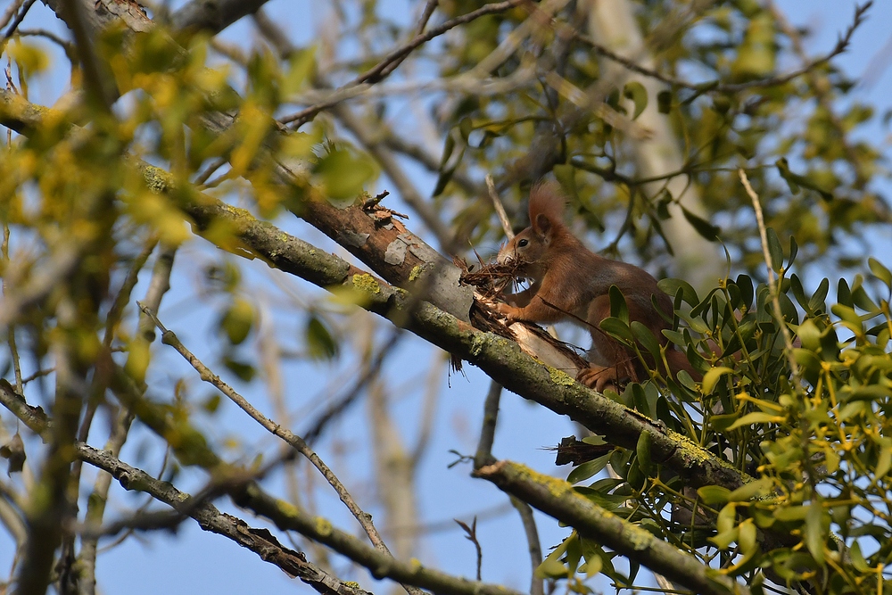 Eichhörnchen: Nestbau 02