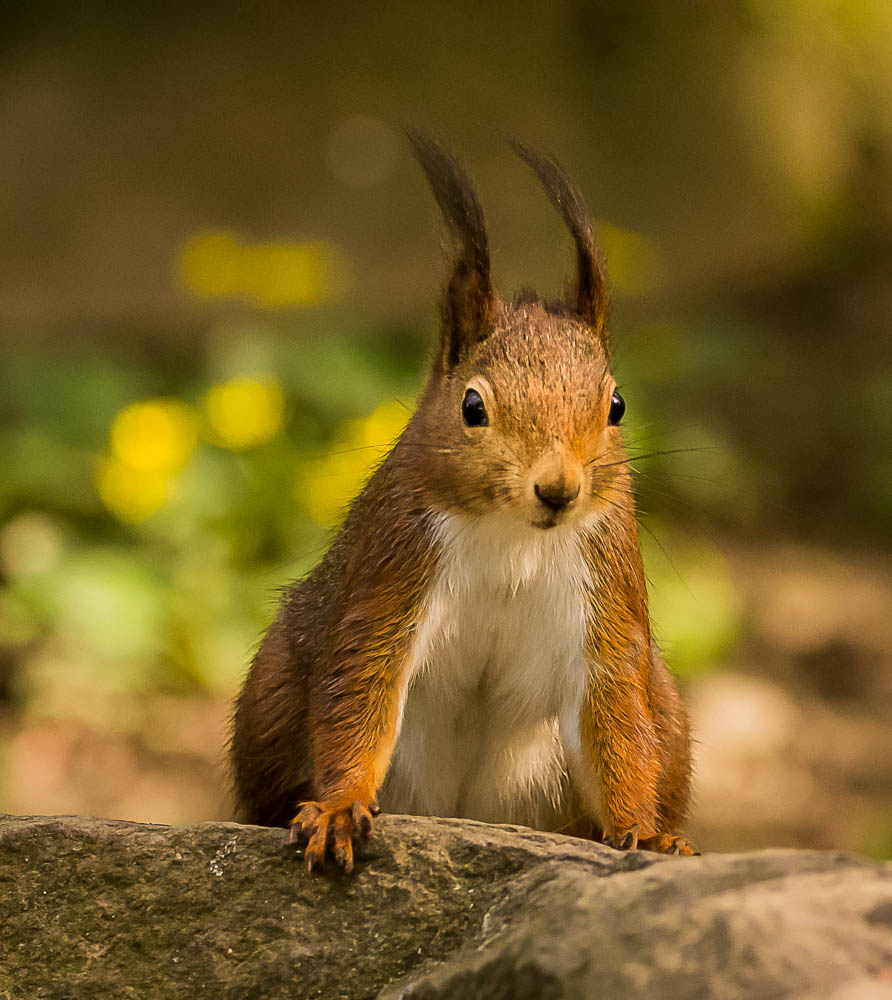 Eichhörnchen neugierig