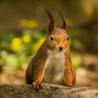 Eichhörnchen neugierig