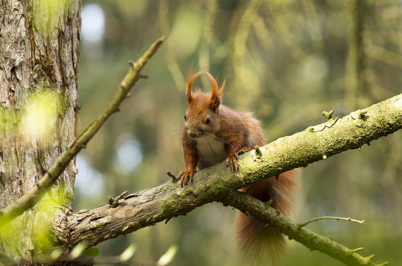 Eichhörnchen Nr. 2